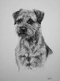 A dark muzzle is characteristic and desirable. Terrier Treasures By Holly Horton On Etsy Border Terrier Dog Art Dog Drawing