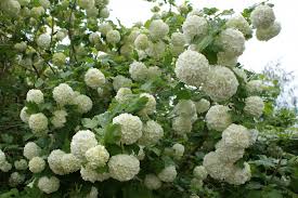 Scegli il tuo bouquet preferito presso il nostro fiorista online. Cure E Rimedi Naturali Con Il Pallone Di Maggio