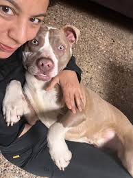 Found 3 -4 ticks in my dogi ear. Wat should I do??? Plz suggest. She is 5  months