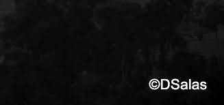 Image result for Rhytachne subgibbosa