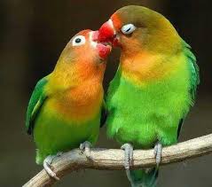 นกหกใหญ่หรือ นกแก้วฟ้า เป็นนกพวกนกแก้วพางสั้น (รูปร่างคล้าย อเมซอน)อีกชนิดหนึ่งบองประเทศไทย จัดเป็นสัตว์ป่า. à¸™à¸à¹à¸ à¸§ Steemit