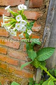 Image result for Nicotiana tabacum