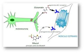 Se origina cuando las células del sistema nervioso llamadas motoneuronas disminuyen gradualmente su funcionamiento y mueren. Esclerosis Lateral Amiotrofica Conceptos Basicos Info Farmacia