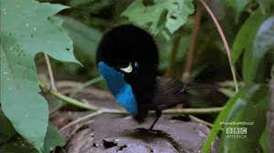 Bird Of Paradise Mating Dance Gif Https Encrypted Tbn0 Gstatic Com Images Q Tbn 3aand9gctrp5hgfcp871a8z7vcqsliox9ge570xrefrg Usqp Cau