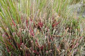 Image result for Salicornia pachystachya
