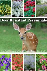 An evergreen perennial approximately 4 to 10 tall. 8 Great Perennials Deer Do Not Eat I Rightplantz Com Deer Resistant Landscaping Deer Resistant Perennials Deer Proof Plants