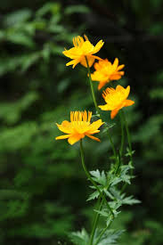 Image result for Ranunculaceae