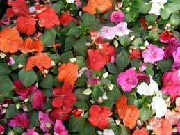 Maybe you would like to learn more about one of these? Full Sun Annuals That Bloom All Summer Ryno Lawn Care Llc