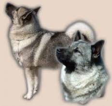 Image result for norský losí pes šedý