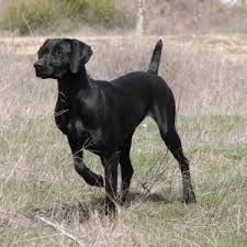 They are not a big dog but are very strong. German Shorthaired Pointer Temperament Size Colors