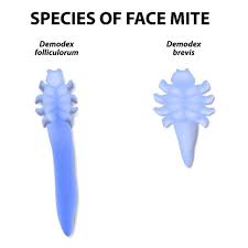 Image result for Demodex brevis