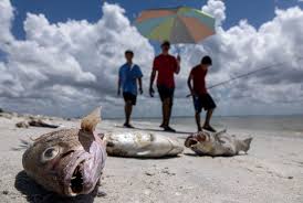 From january to october 2018, tourism actually increased 2%. Opinion Red Tide Take Warning The New York Times