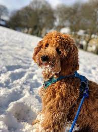 What Weight Is A Cockapoo When Full Grown