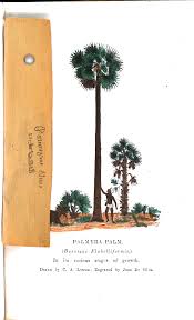 Image result for Priva flabelliformis