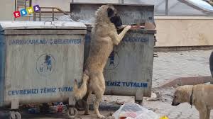 Cop Konteynerinden Yemek Arayan Kopek Youtube