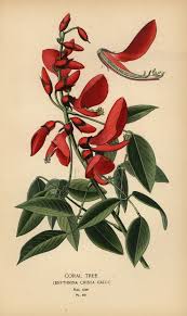 Image result for Erythrina crista-galli