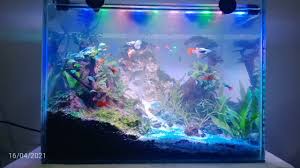 Ukuran tank x x x semua bisa jadi aquascape, biasanya lebih besar ukuran besar lebih mudah karena parameter air lebih stabil. Aquascape Ukuran 40 X 20 Contoh Gambar Aquascape Dan Jenis Tanaman Alam Ikan Ukuran Tank X X X Semua Bisa Jadi Aquascape Biasanya Lebih Besar Ukuran Besar Lebih Mudah Karena Parameter Air Lebih Stabil