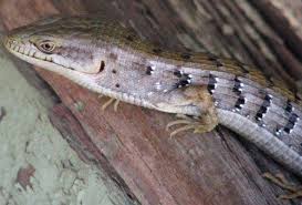 They are fun pets and not difficult to look after. Southern Alligator Lizard Elgaria Multicarinata