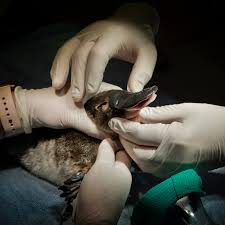 New zealand bans live export get the latest. The Return Of The Platypuses The New York Times