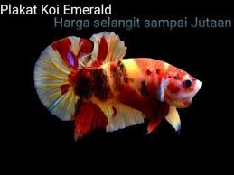 Betta Fish Wallpaper Hd Google Search Betta Ca Betta động Vật