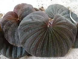 Image result for Nervilia petraea