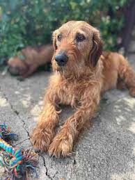 Image result for štýrský brakýř