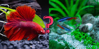 Best tankmates for betta fish. Can Neon Tetra And Betta Fish Be Tank Mates The Witty Fish