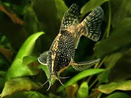 Scleromystax Barbatus Aquarium Fish Tropical Fish Aquarium Community Fish Tank