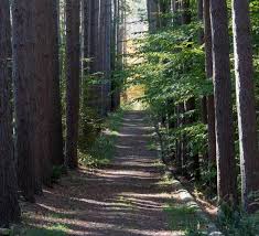 Local namecumming nature center locationnew york, united states. Poetry In The Pines Beyond The Nest Rochester