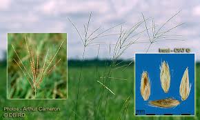 Image result for Digitaria milanjiana