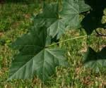 Image result for Sterculia appendiculata