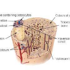 Cancellous bone is typically found at the ends of the long bones as well as the rubs, skull, pelvic bones and the vertebrae of the spinal column. Schematic Diagram Of Compact And Spongy Bones Schematic Diagram For Download Scientific Diagram