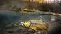 Orvis Fly Fly Fishing Wallpaper