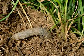 Leatherjackets Which Gardening Helpdesk