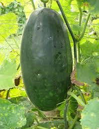 Ash Gourd Winter Melon Winter Vegetables Gardening Vegetable Pictures Gourd Vegetable