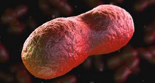 Image result for yersinia fotos