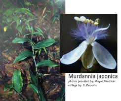 Image result for Murdannia stricta