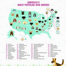 The Most Searched For Dog Breed In Your State Might Surprise You Dog Breeds Popular Dog Breeds Most Popular Dog Breeds