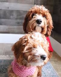 Crochet Basic Dog Sweater Free Step By Step Tutorial Maria S Blue Crayon Dog Sweater Pattern Dog Sweater Crochet Pattern Crochet Dog Sweater