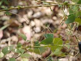 Image result for Teramnus labialis