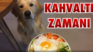 Ev Yapimi Kopek Kahvaltisi Homemade Dog Breakfast Youtube