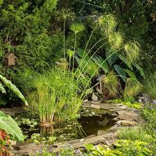 Image result for Cyperus sp. no. 1