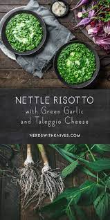 Garden Nettle And Green Garlic Risotto Nerds With Knives Recipe Nettle Recipes Wild Food Foraging Foraging Recipes