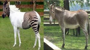 Kenapa kuda kawin harus di bantu manusia ? Unik Lihat Foto Hasil Kawin Silang Zebra Dan Kuda Tribun Wow