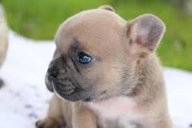 These issues can end up costing an average of $5000 in vet bills, not to mention. Blue And Blue Fawn French Bulldog Puppies For Sale In Mesa Arizona Classified Americanlisted Com