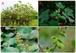 Image result for Xanthium