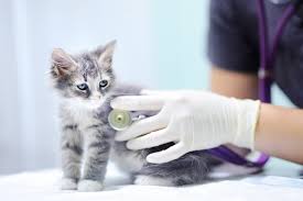 Check spelling or type a new query. Veterinary Jobs In Nashua Nh All Pets Veterinary Hospital