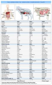 carnivore vs omnivore vs herbivore chart high steaks