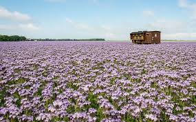 Cultura de lavanda este o afacere extrem de profitabila pentru fermierii romani care indraznesc sa mizeze pe plante mai exotice. Plante Melifere Pentru O Productie Mare De Miere Cultivaprofitabil Ro