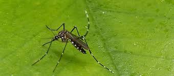 Image result for Dengue